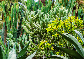 Amazing view of  cactus park area in Garcia Sanabria park. Location: Cacti garden in Santa Cruz de Tenerife, Tenerife, Canary Islands. Artistic picture. Beauty world.