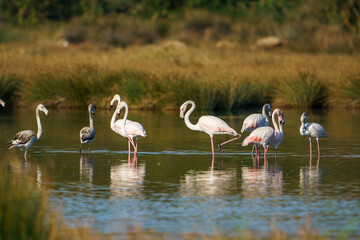 A group of Greater Flamingos (Phoenicopterus roseus) perched standing in a lake