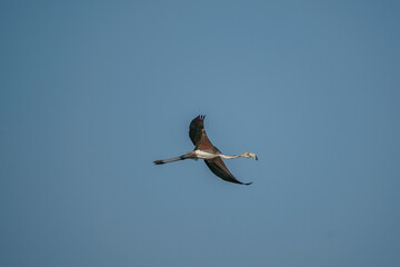 Greater Flamingos (Phoenicopterus roseus) flying against a blue sky background