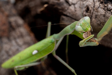 Mantis Africana Sphodromantis viridis comiendo un grillo.