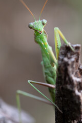 Mantis Africana Sphodromantis viridis