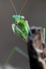 Mantis Africana Sphodromantis viridis