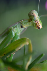 Mantis Africana Sphodromantis viridis
