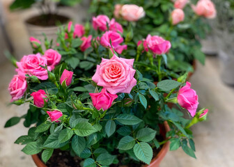 Roses in the Flowerpots. Natural Light Selective Focus.