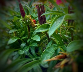 flower in the garden