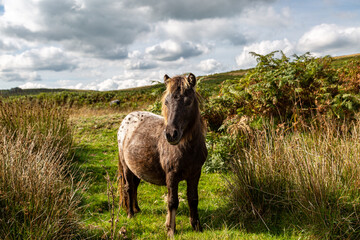 A Dartmoor Pony in Dartmoor National Park, Devon