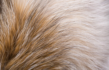 Animal fur close up. Background of gray sable and red fox or chinchilla wool, pile fur texture.