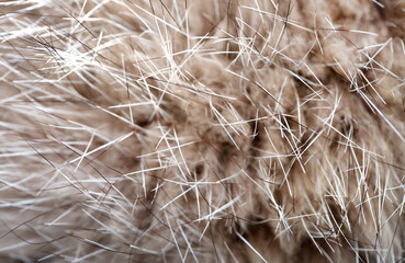 Animal fur close up. Background of gray sable and red fox or chinchilla wool, pile fur texture.