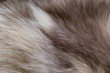 Animal fur close up. Background of gray sable and red fox or chinchilla wool, pile fur texture.