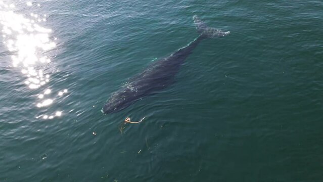Humpback whale surfacing, aerial footage, turquoise water, Pacific Ocean, Vancouver Island. 4K PRORES 422 24FPS.