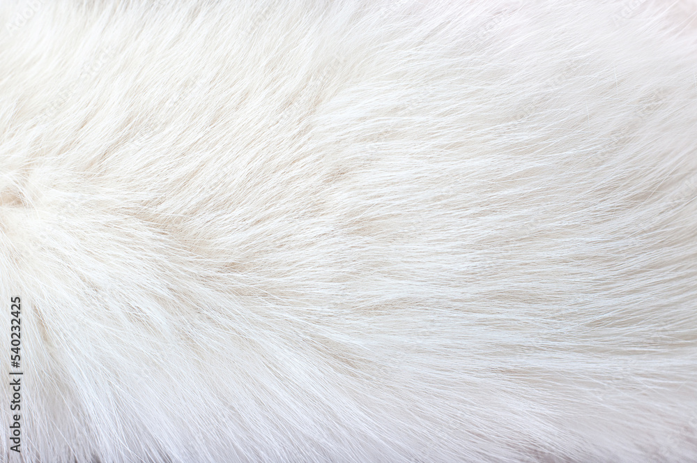 Wall mural white animal fur. weasel or cat hair. fur clothes, white fur coat close up.