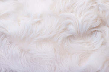 White animal fur. Weasel or cat hair. Fur clothes, white fur coat close up.