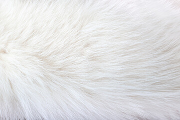 White animal fur. Weasel or cat hair. Fur clothes, white fur coat close up. - obrazy, fototapety, plakaty