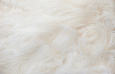White animal fur. Weasel or cat hair. Fur clothes, white fur coat close up.