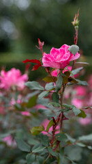 Obraz premium 秋薔薇の可憐な立ち姿