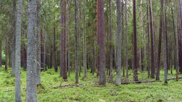 Old growth boreal forest. A natural coniferous forest. Drone flight. High quality 4k Pro Res footage