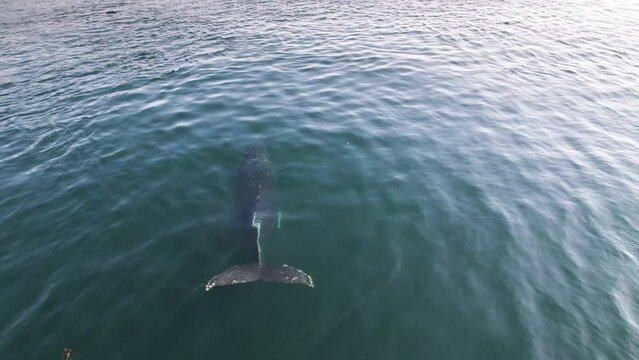 Humpback whale surfacing, aerial footage, turquoise water, Pacific Ocean, Vancouver Island. 4K PRORES 422 24FPS.