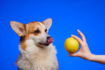 Cute dog corgi does not want to eat sour lemon - this strange human food.