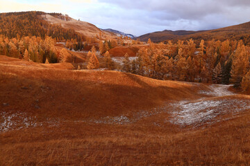 scenery yellow larch beautiful autumn forest, ecology climate change