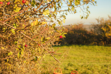 Rosehip on a bush in autumn season.