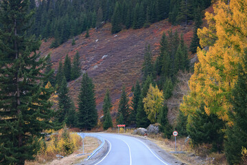 scenery yellow larch beautiful autumn forest, ecology climate change