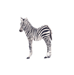 Fototapeta na wymiar Illustrated baby Zebra painted in watercolor