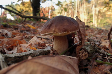 Borowik © Maciej Bonk