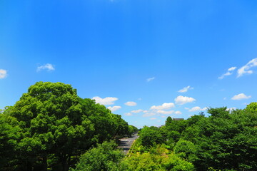 青空と緑の木々でいっぱいの昭和記念公園の風景14
