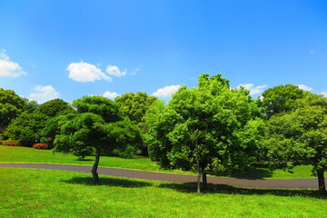 青空と緑の木々でいっぱいの昭和記念公園の風景12