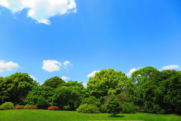 青空と緑の木々でいっぱいの昭和記念公園の風景11