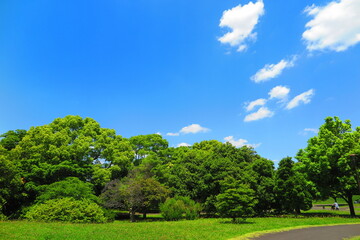 青空と緑の木々でいっぱいの昭和記念公園の風10