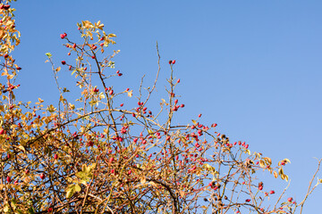 Rosehip on a bush in autumn season.
