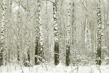 Young birches with black and white birch bark in winter