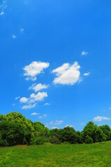 青空と緑の木々でいっぱいの昭和記念公園の風景1