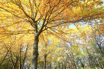 Obraz premium yellow tree crown background top, fall leaves majestic