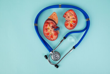 mockup kidney and stethoscope lies on a blue background