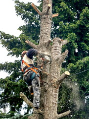 Fototapeta premium A lumberjack hangs from a safety belt on a tree and cuts the trunk with a chainsaw