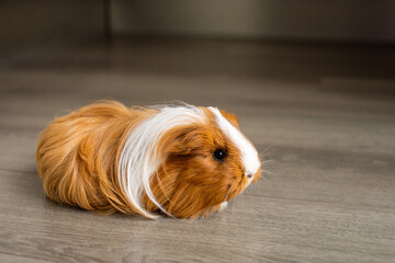 The guinea pig is sitting on the floor