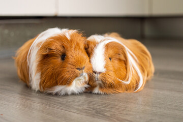 Two long-haired guinea pigs are sitting indoors