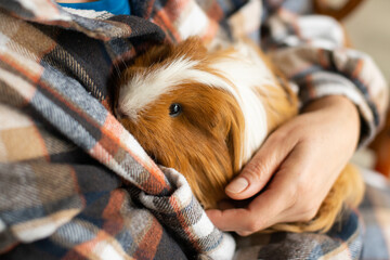 A guinea pig with a long coat sits on a person's hands
