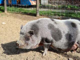 Vietnamese pot bellied pig