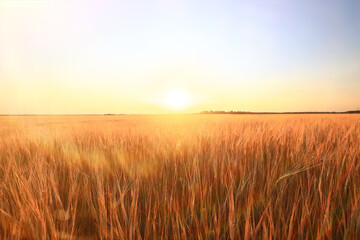 Obraz premium crisis harvesting grain spikelets sun sunset background