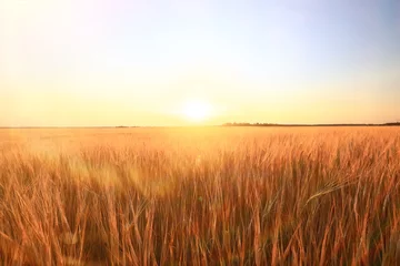 Deurstickers crisis harvesting grain spikelets sun sunset background © kichigin19