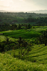 Jatiluwih - rice terraces at sunrise, Bali