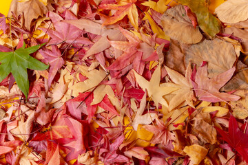 Autumn background, top view of colored leaves in the studio
