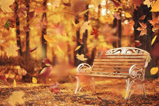 park landscape falling flying yellow leaves autumn background walk calendar