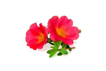 Pink Flower, Moss rose purslane flower isolated on white background