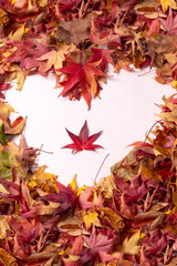 Autumn background, heart with colored leaves, isolated on white background