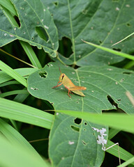 葉っぱの上でじっとしているトノサマバッタの幼生