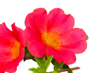 Pink Flower, Moss rose purslane flower isolated on white background